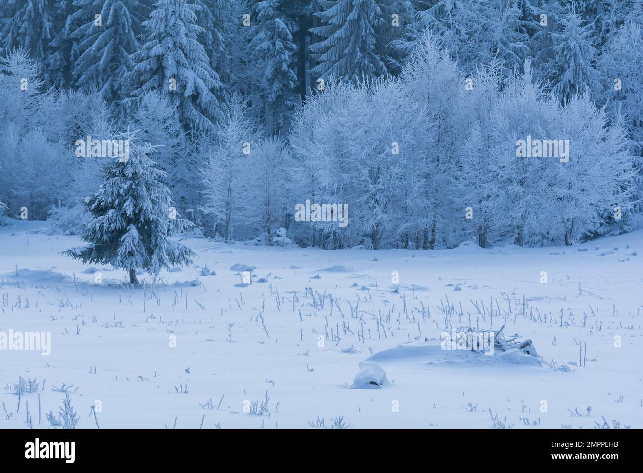 winter landscape with trees during bluehour Stock Photo