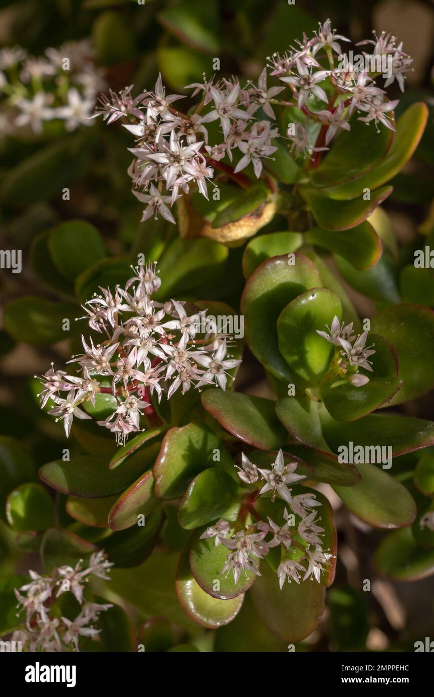 Closeup view of succulent crassula ovata aka jade plant, lucky plant or money tree blooming in sunlight with clusters of white pink flowers Stock Photo