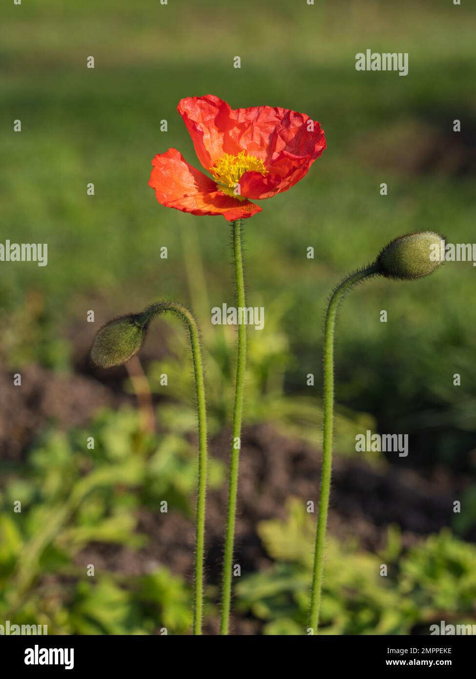 Closeup view of colorful orange red flower of papaver nudicaule aka Iceland poppy blooming in garden outdoors in bright sunlight Stock Photo