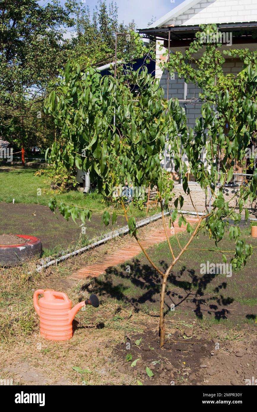 Planted peach tree and watering can with water Stock Photo Alamy