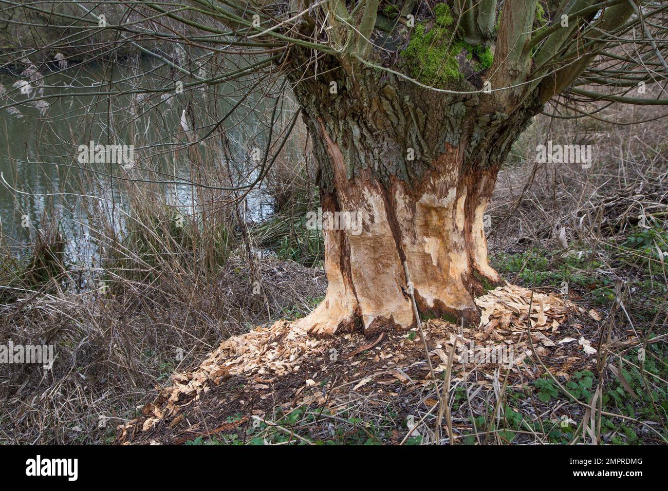 Thick tree trunk of pollard willow showing teeth marks and wood chips from gnawing by Eurasian beaver (Castor fiber), Zevergem, East Flanders, Belgium Stock Photo