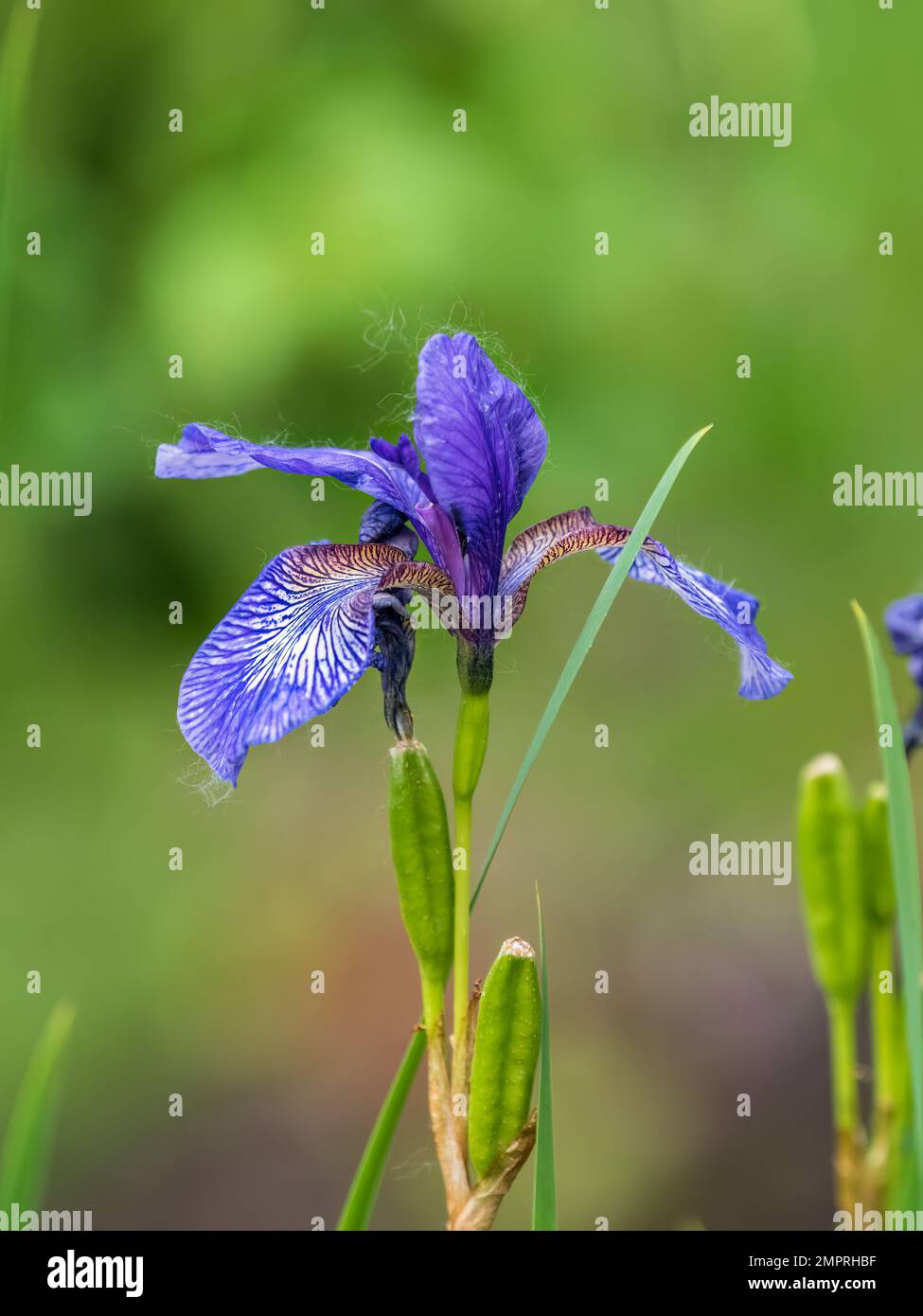 Beautiful blue flowers of Siberian iris in spring garden. Iris sibirica blooming in the meadow. The coloful Siberian Iris a perennial plant with purpl Stock Photo