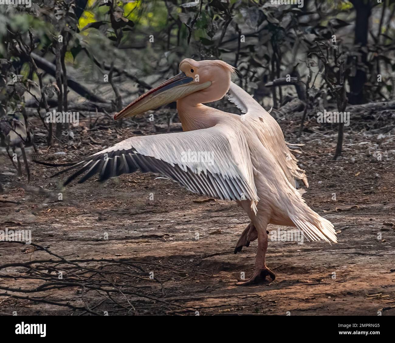 A dancing pink pelican on ground Stock Photo