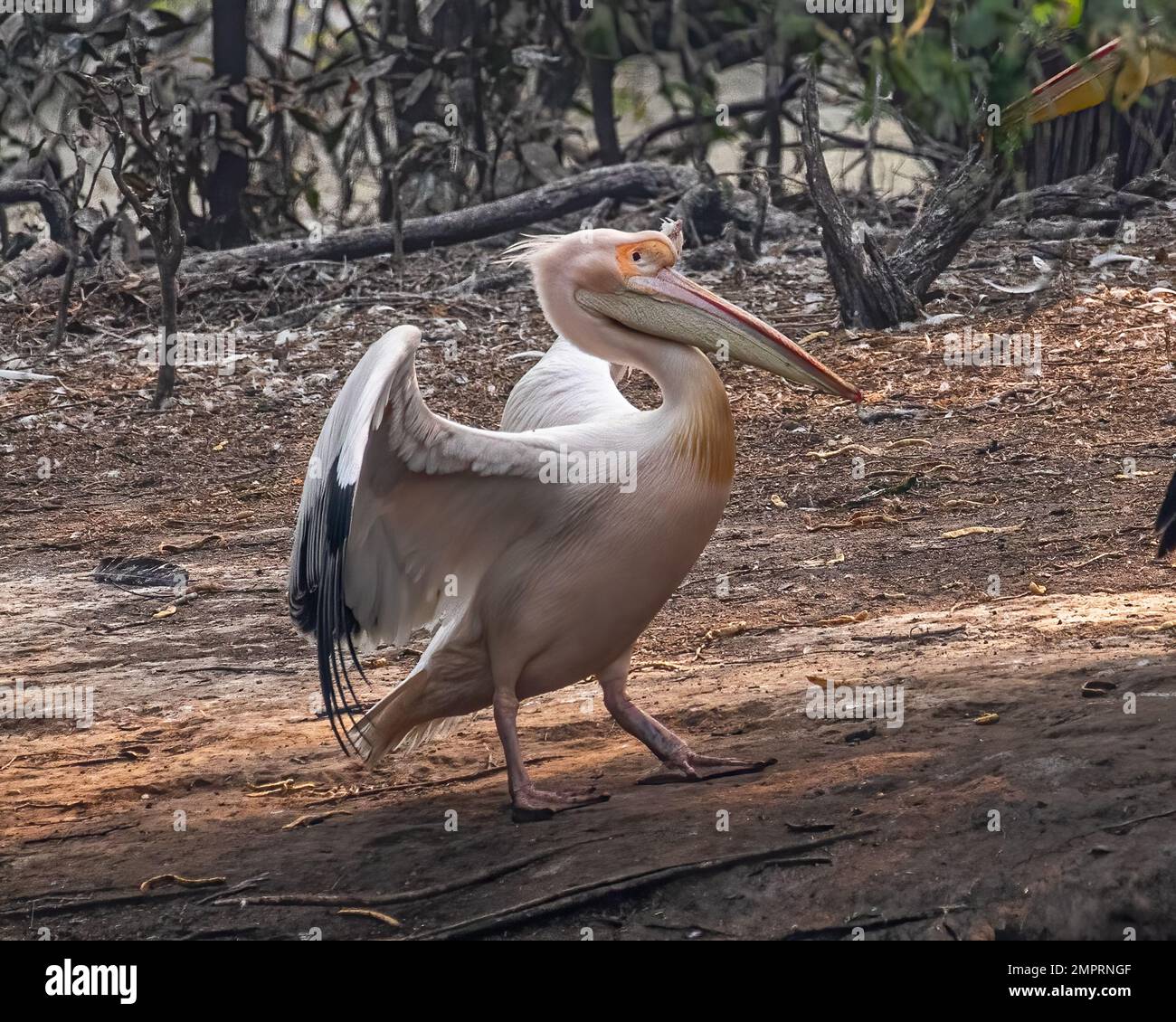 A dancing pink pelican on ground 2 Stock Photo