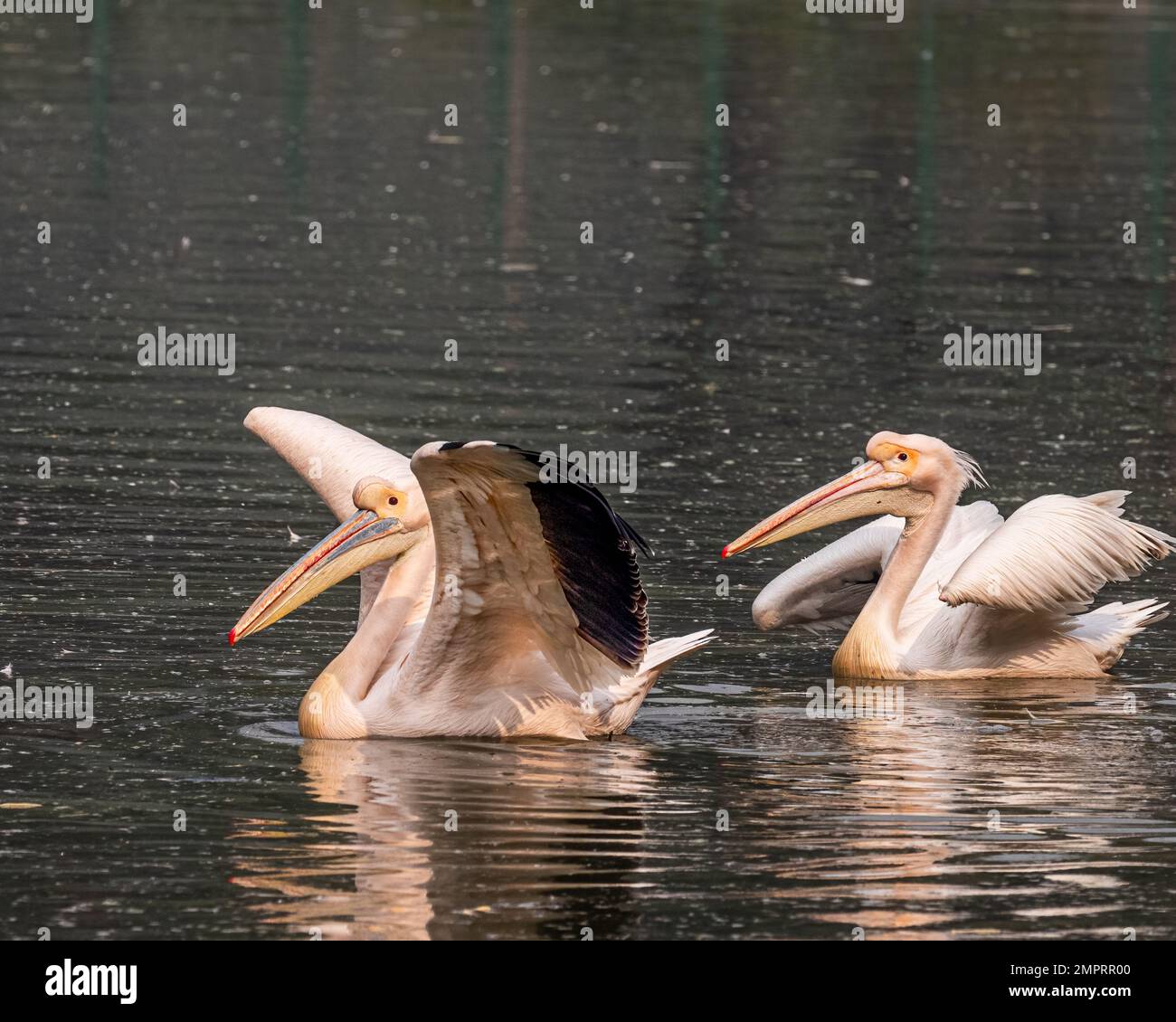 A pair of pink pelican roaming in lake Stock Photo