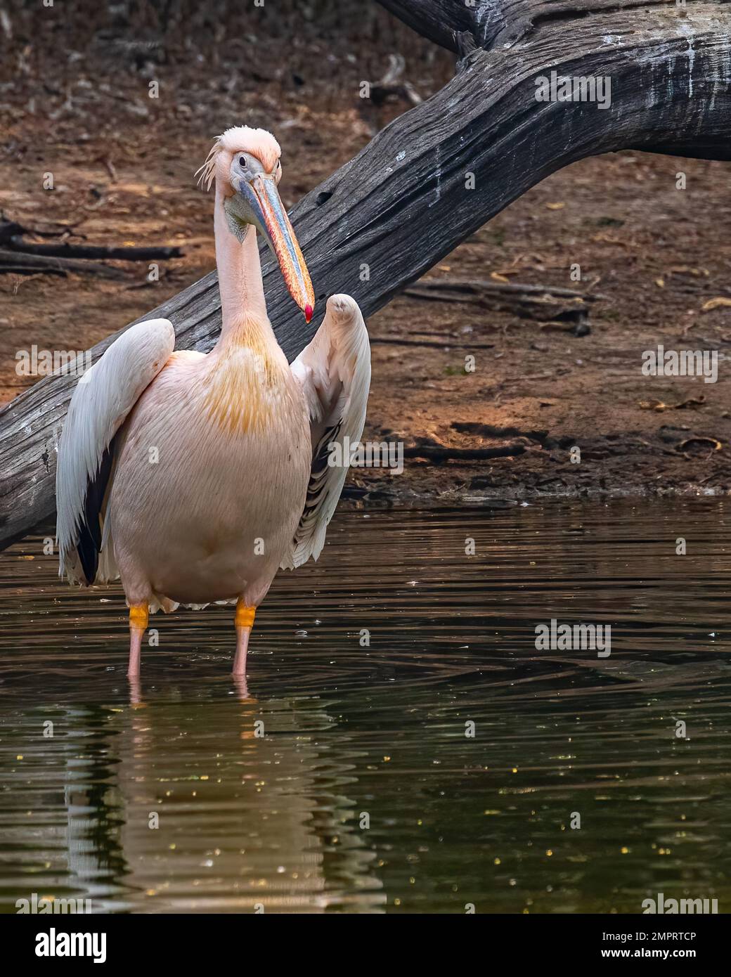 A pink pelican standing in lake Stock Photo