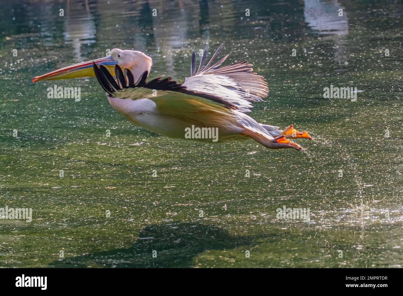 A pink pelican taking off from a lake Stock Photo