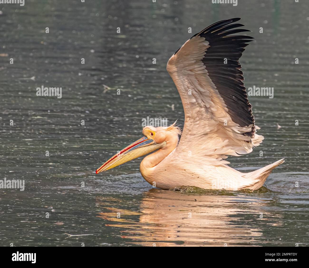 A pink pelican landing in a lake Stock Photo