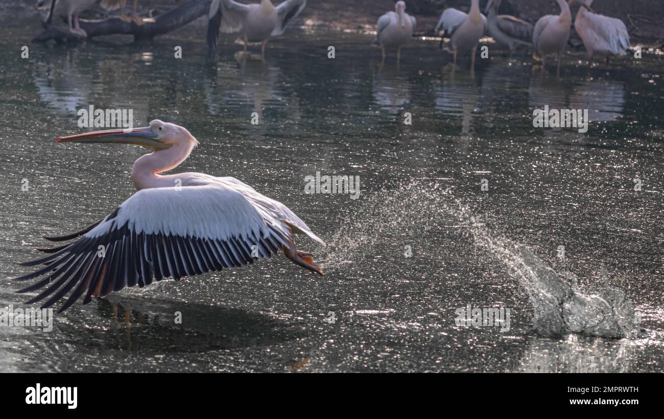 A splash in water after take off Stock Photo