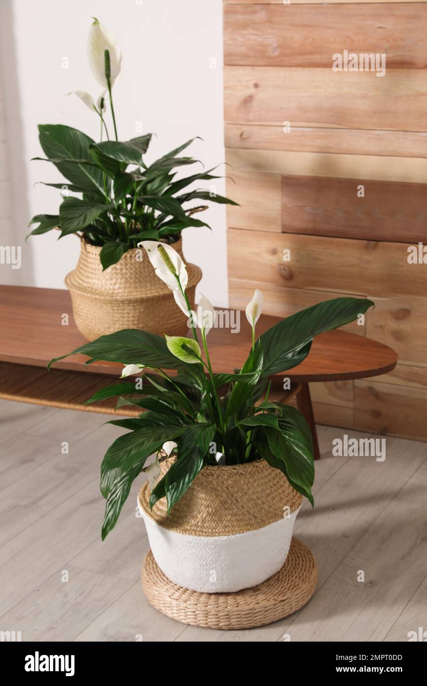 Stylish interior design with beautiful plants in pots Stock Photo - Alamy