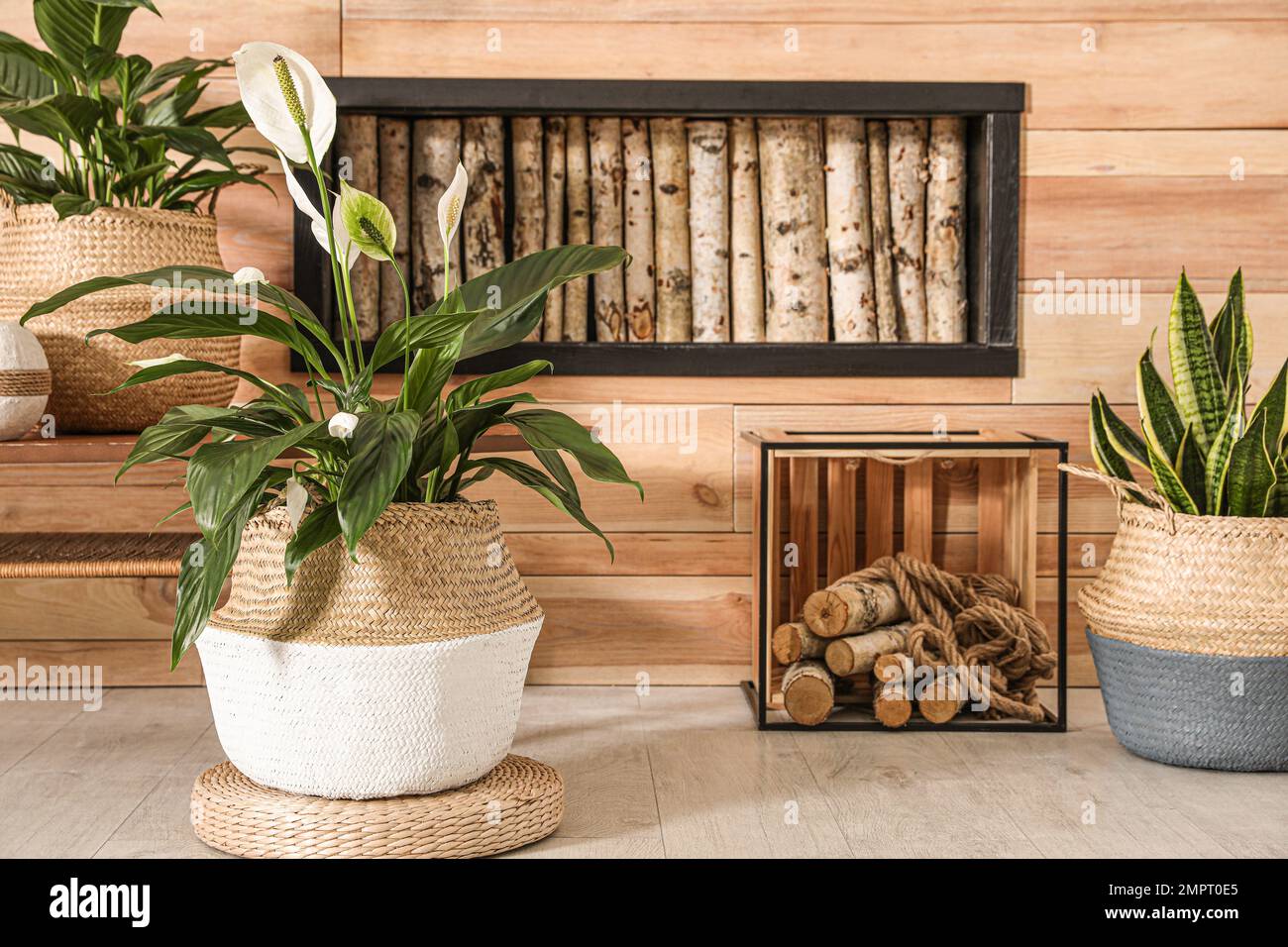 Stylish interior design with beautiful plants in pots Stock Photo - Alamy