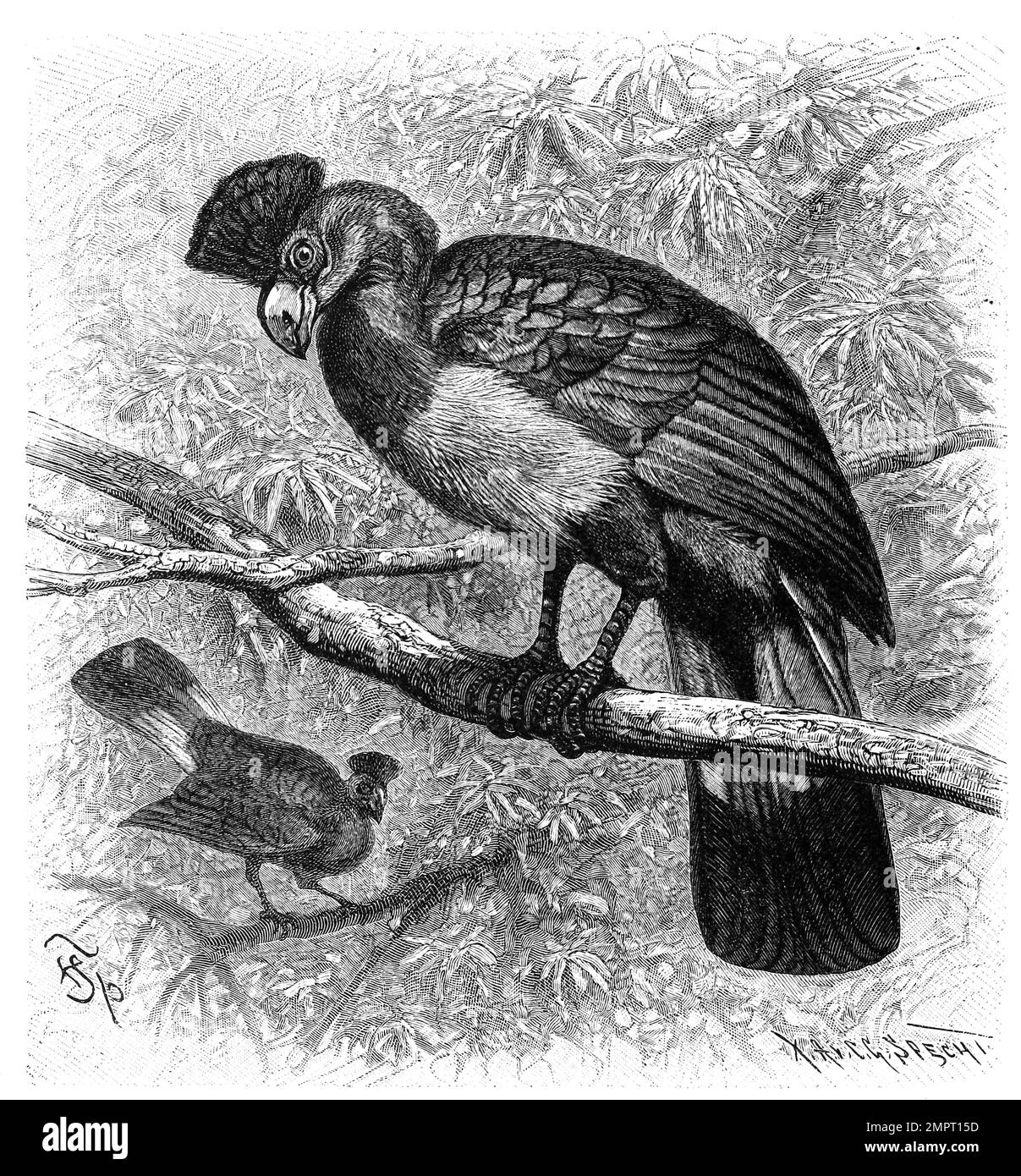 Vogel, Riesenturako, Corythaeola cristata, die größte Turakoart, Historisch, digital restaurierte Reproduktion von einer Vorlage aus dem 18. Jahrhundert Stock Photo