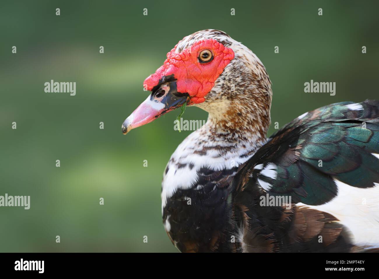 Muscovy duck. Close-up of Cairina moschata duck. Tropical water bird. Stock Photo