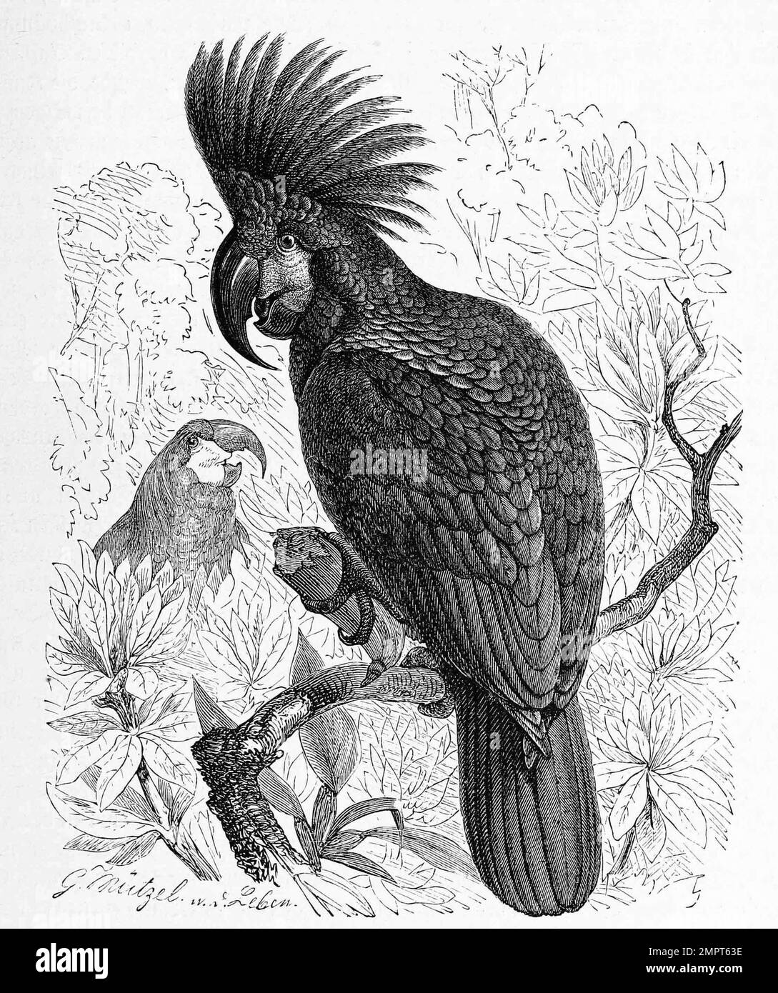 Inka-Kakadu. Papageien Vögel. Lithografie von 1890 main image 0