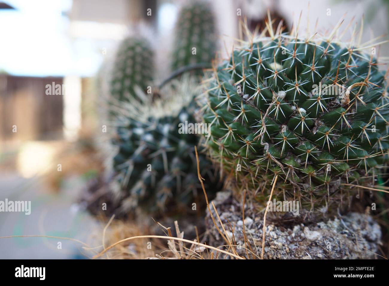 Shallow depth of field shot of a small spiked cactus Stock Photo