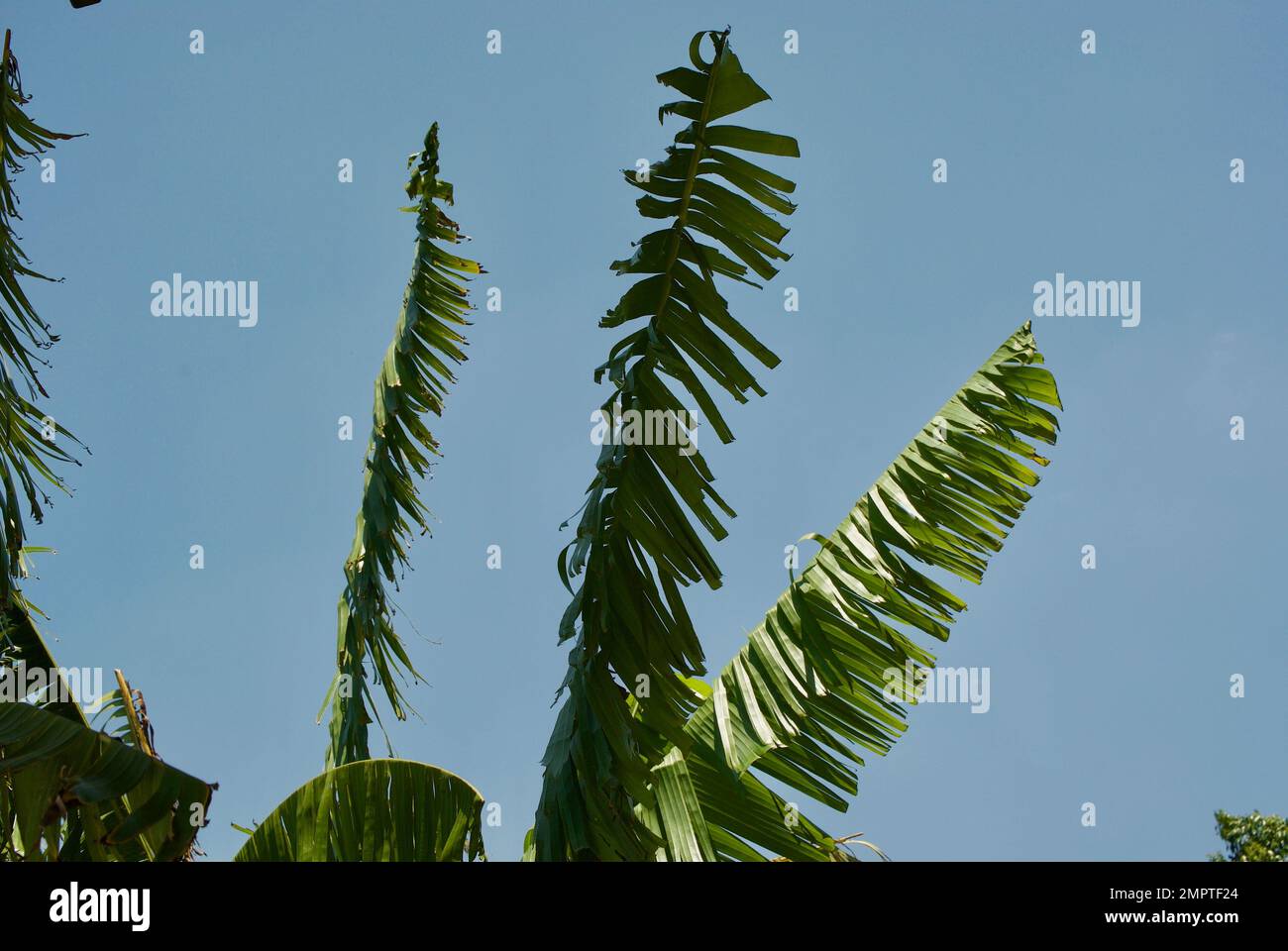 Palm tree fronds growth hires stock photography and images Alamy