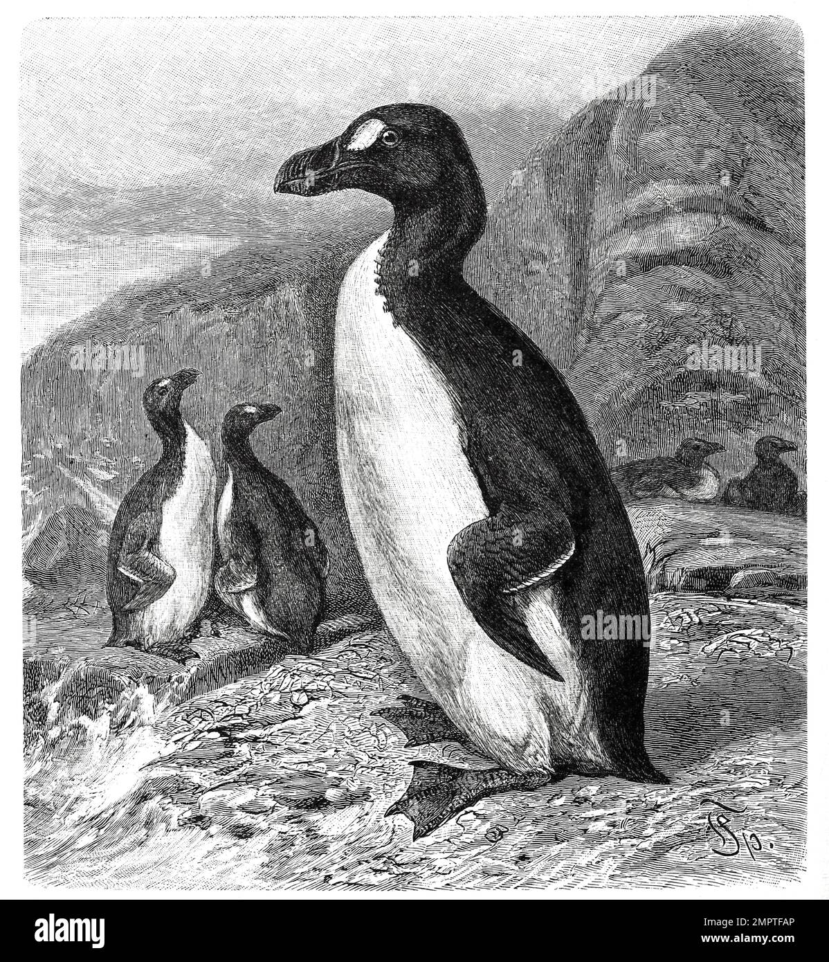 Vogel, Riesenalk, Pinguinus impennis, Syn. Alca impennis ist ein ausgestorbener flugunfähiger Seevogel, Historisch, digital restaurierte Reproduktion von einer Vorlage aus dem 19. Jahrhundert Stock Photo