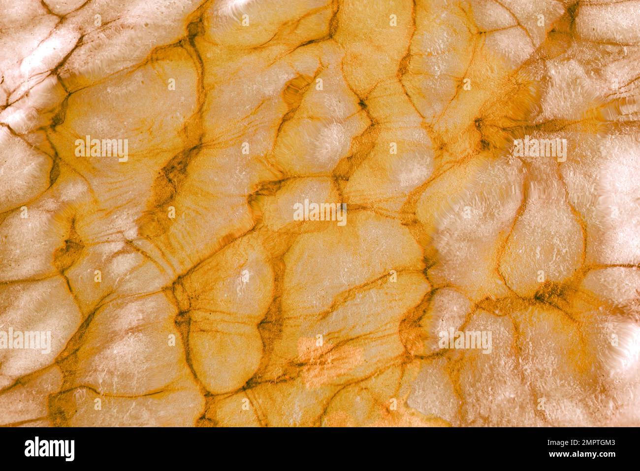 Abstract light surface with slits or wrinkles. Textures. Stock Photo