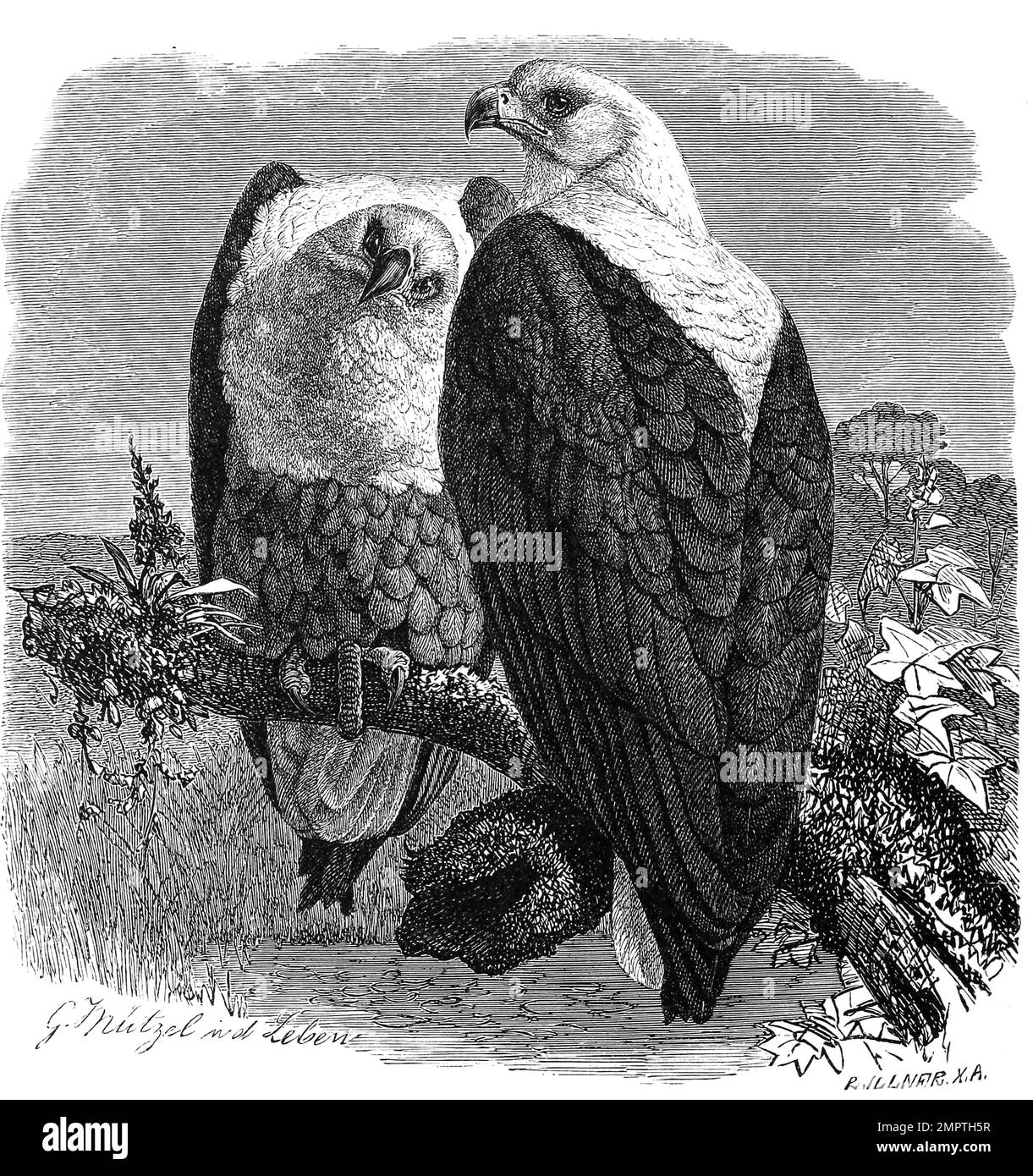 Afrikanischer greifvogel Cut Out Stock Images &amp; Pictures - Alamy