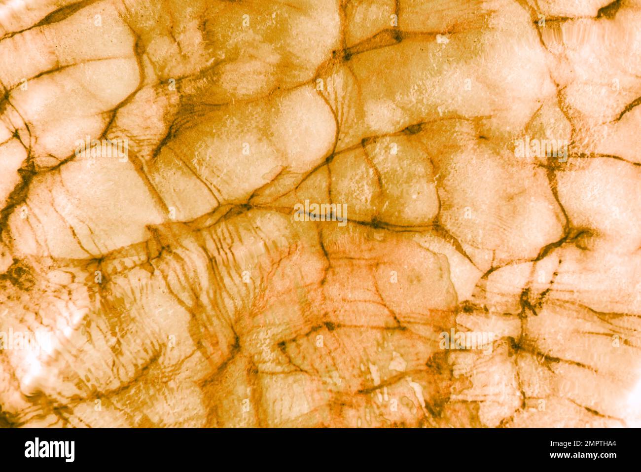 Abstract light surface with slits or wrinkles. Background. Stock Photo
