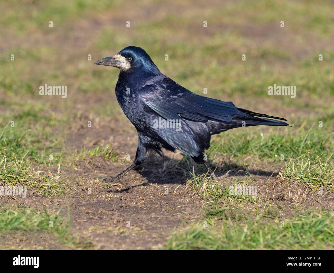 Rook walking Corvus frugilegus feeding in grassland East coast Norfolk Stock Photo