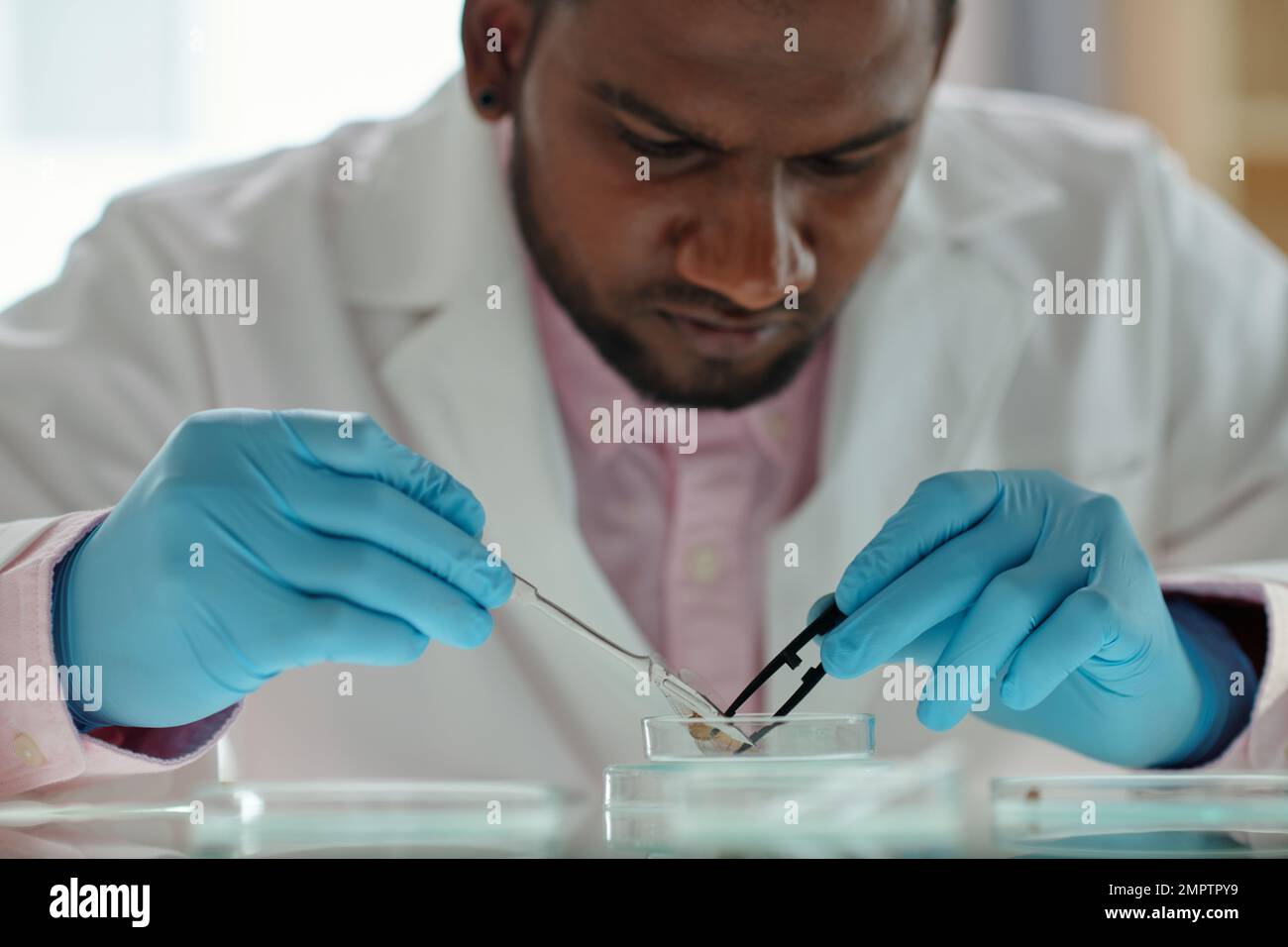 Serious biologist examining body of insect Stock Photo - Alamy