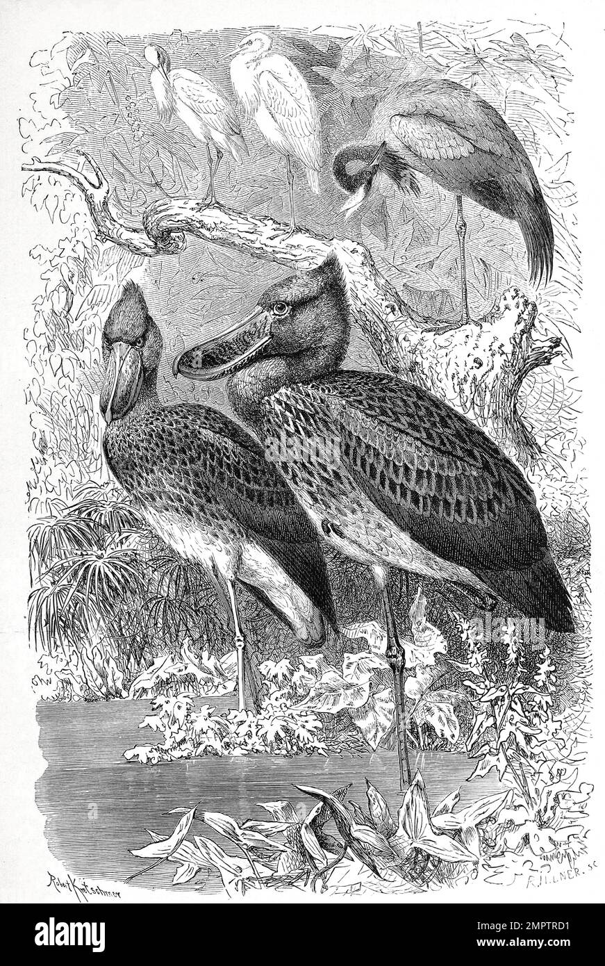 Vogel, Schuhschnabel, Balaeniceps rex, auch Abu Markub, afrikanischer Vogel, Historisch, digital restaurierte Reproduktion von einer Vorlage aus dem 19. Jahrhundert Stock Photo