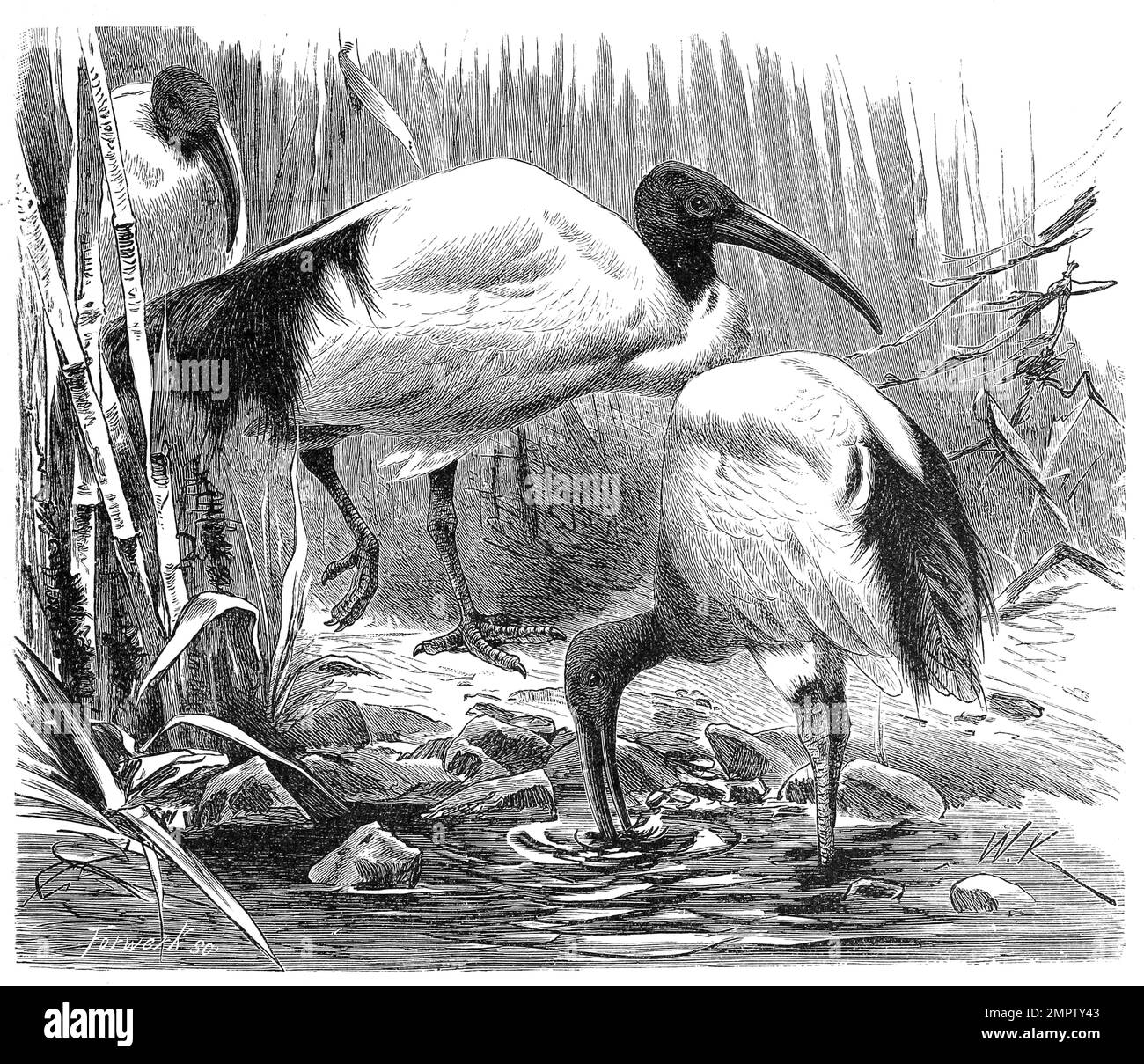 heiliger vogel der ägypter 4 buchstaben