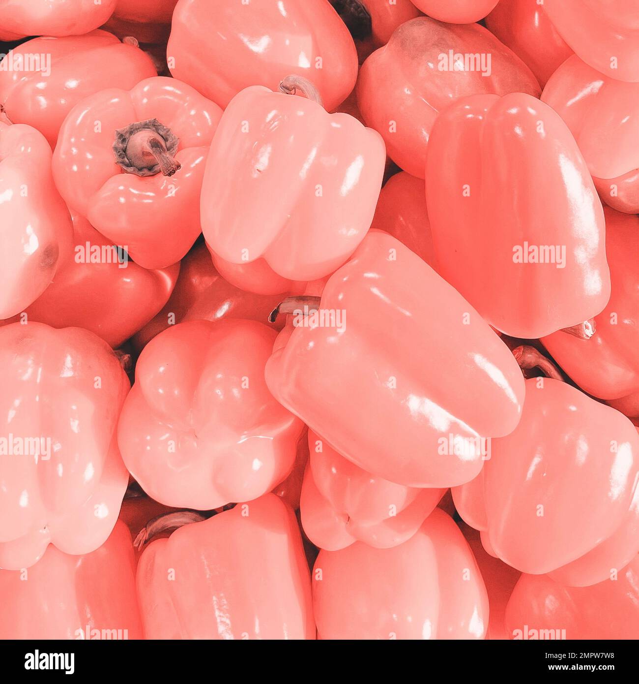 Pink Bell Peppers Background. Paprika. Organic product Background. Stylish Color Effect Stock