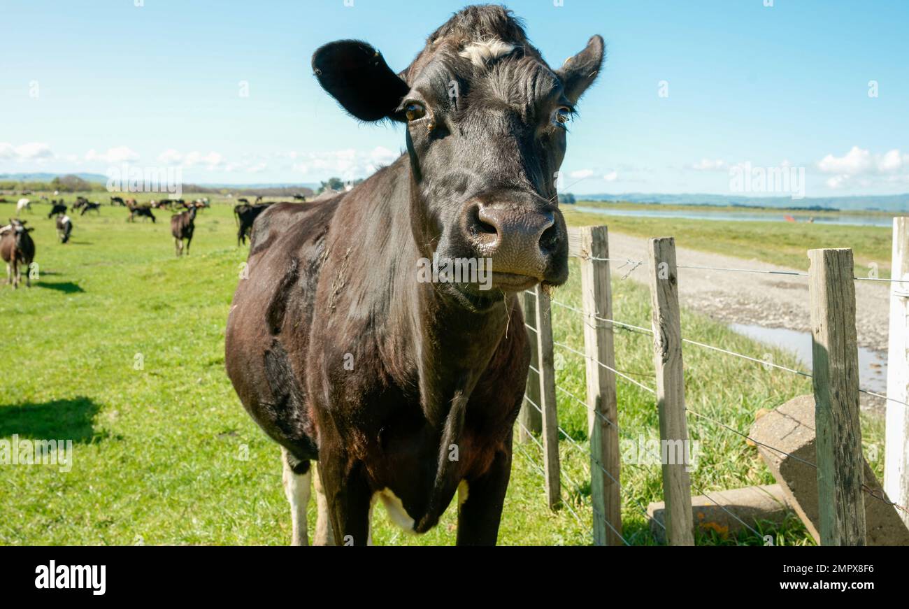 Black cattle beast closeup on New Zealand farm. Stock Photo