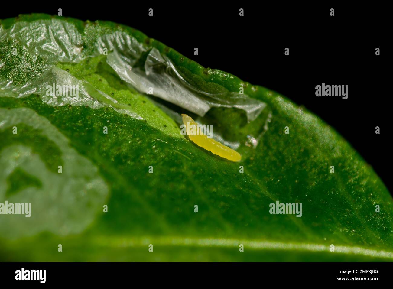 The citrus leaf miner feeding on citrus leaf making shiny silvery serpentine mines. It is important insect pest of citrus causes plant infection. Stock Photo