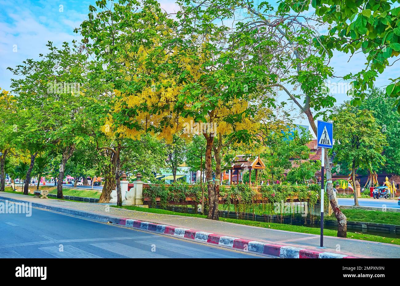 The blooming bright yellow caragana tree in the park by the Old City Moat, Chiang Mai, Thailand Stock Photo