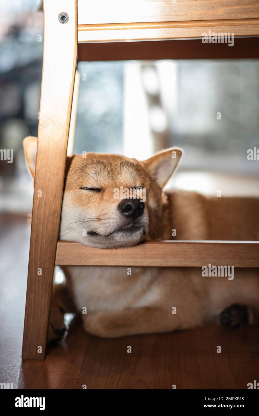 Red Shiba inu dog is sleeping under the chair Stock Photo Alamy