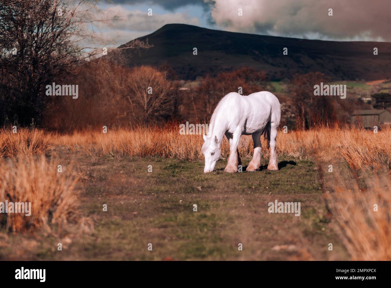 A white horse in the dry grass field Stock Photo - Alamy