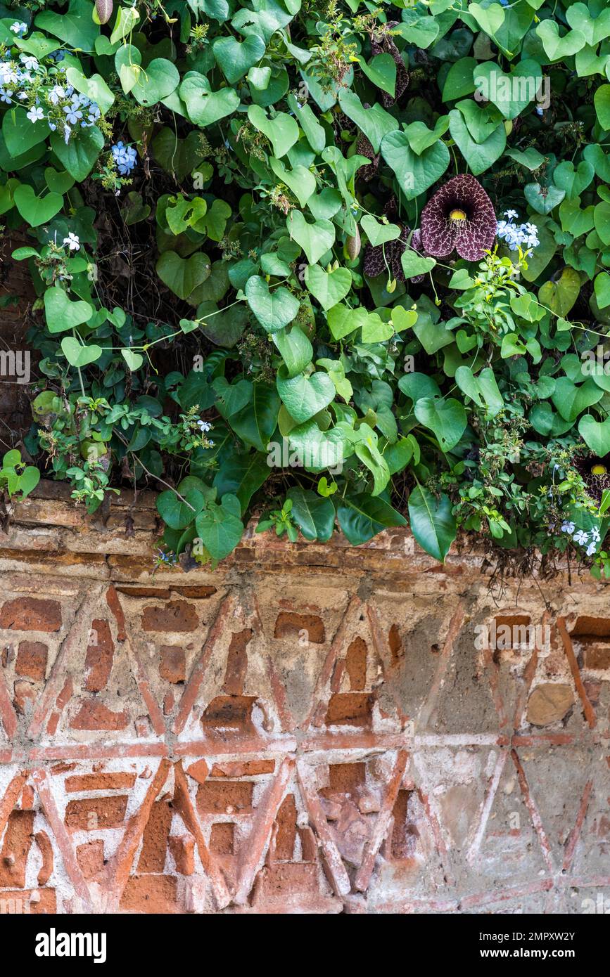 Calico Flower or Elegant Dutchman's Pipe, Aristolochia littoralis, growing on a wall in Xochimilco, Oaxaca, Mexico. Stock Photo