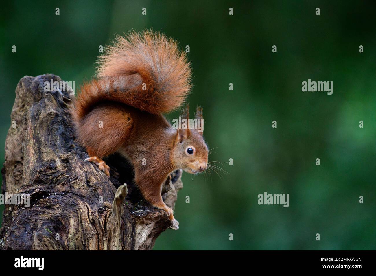 Red Squirrel Stock Photo