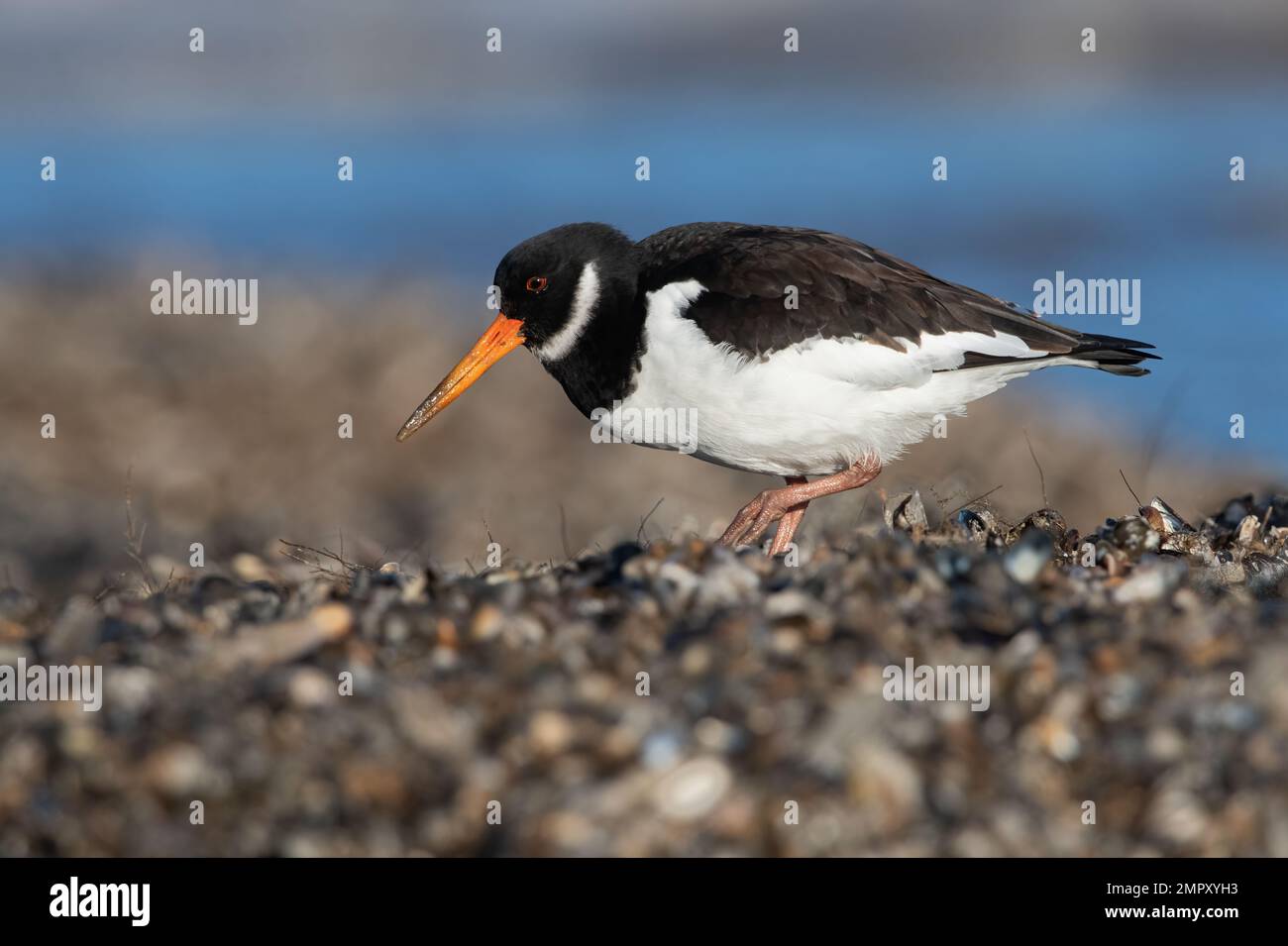 Oystercatcher (Haematopus ostralegus) searching for food in mussel beds Stock Photo