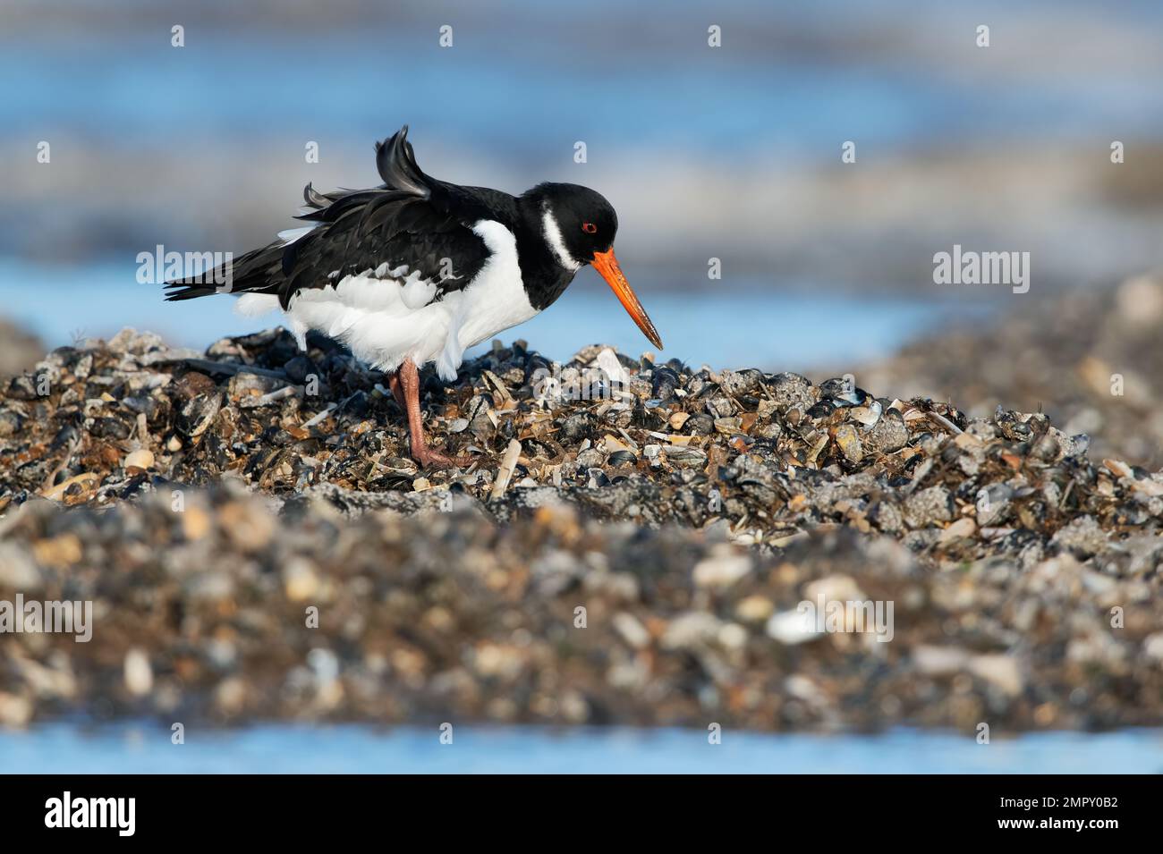 Oystercatcher (Haematopus ostralegus) searching for food in mussel beds Stock Photo