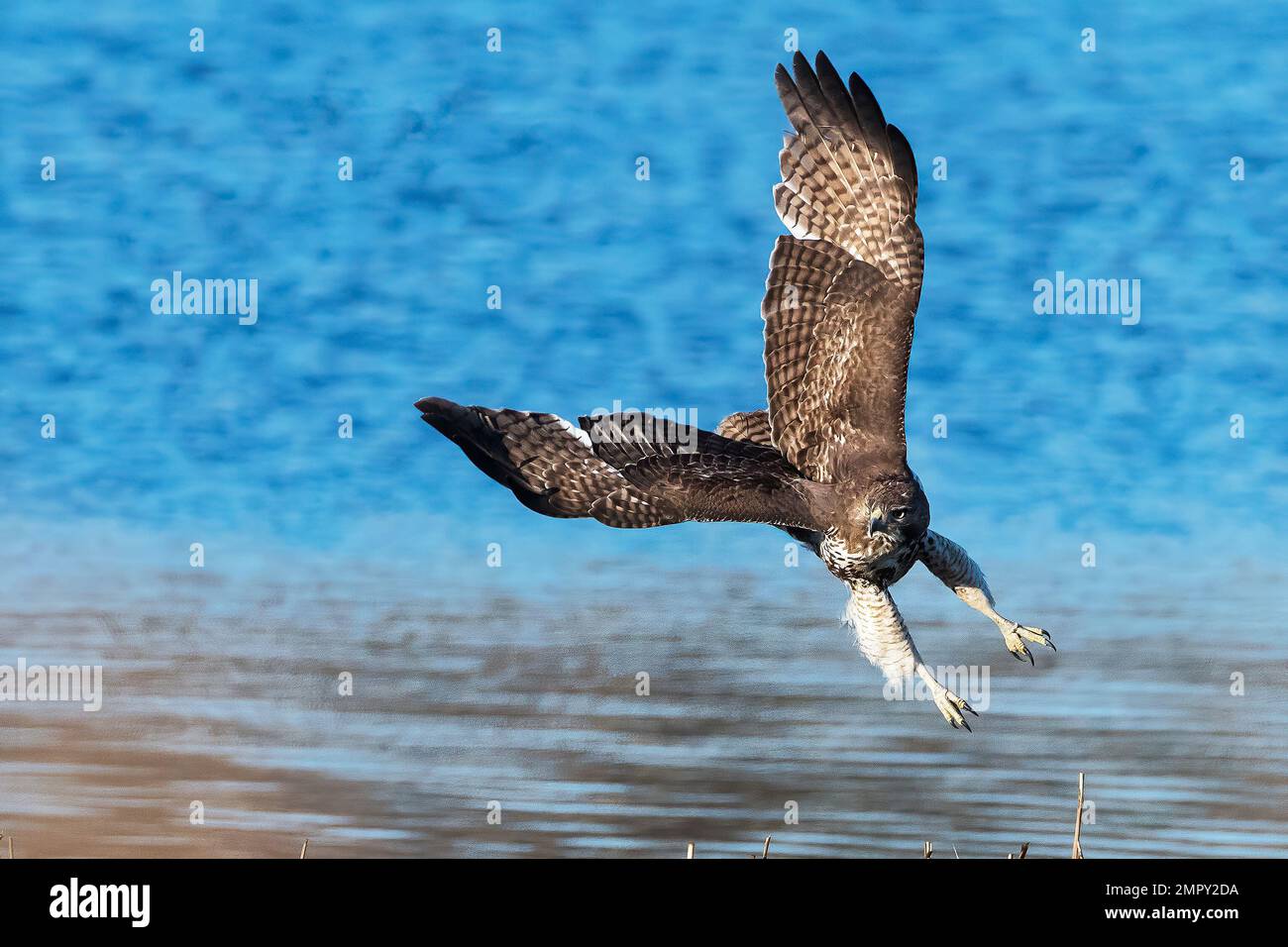 Juvenile red-tailed hawk hunting Stock Photo