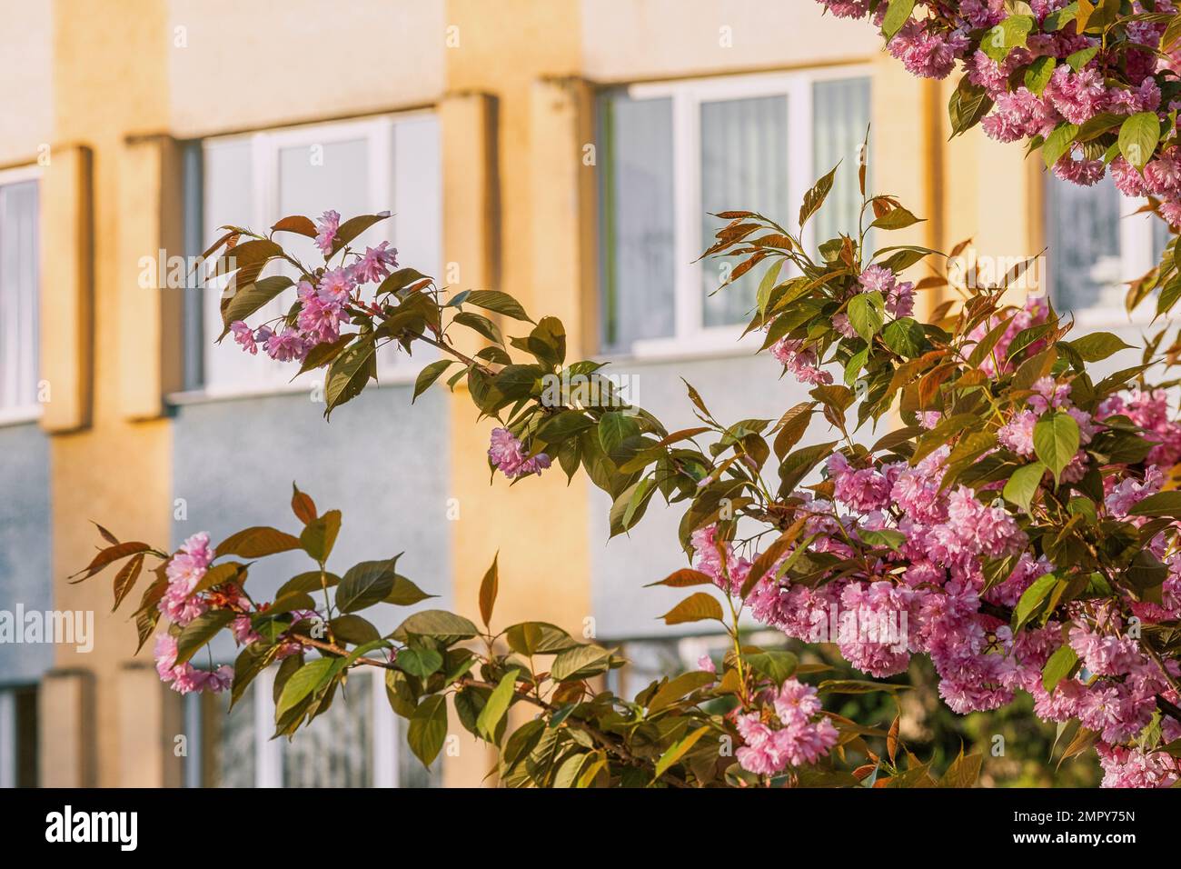 Beautiful sakura blossom hi-res stock photography and images - Alamy