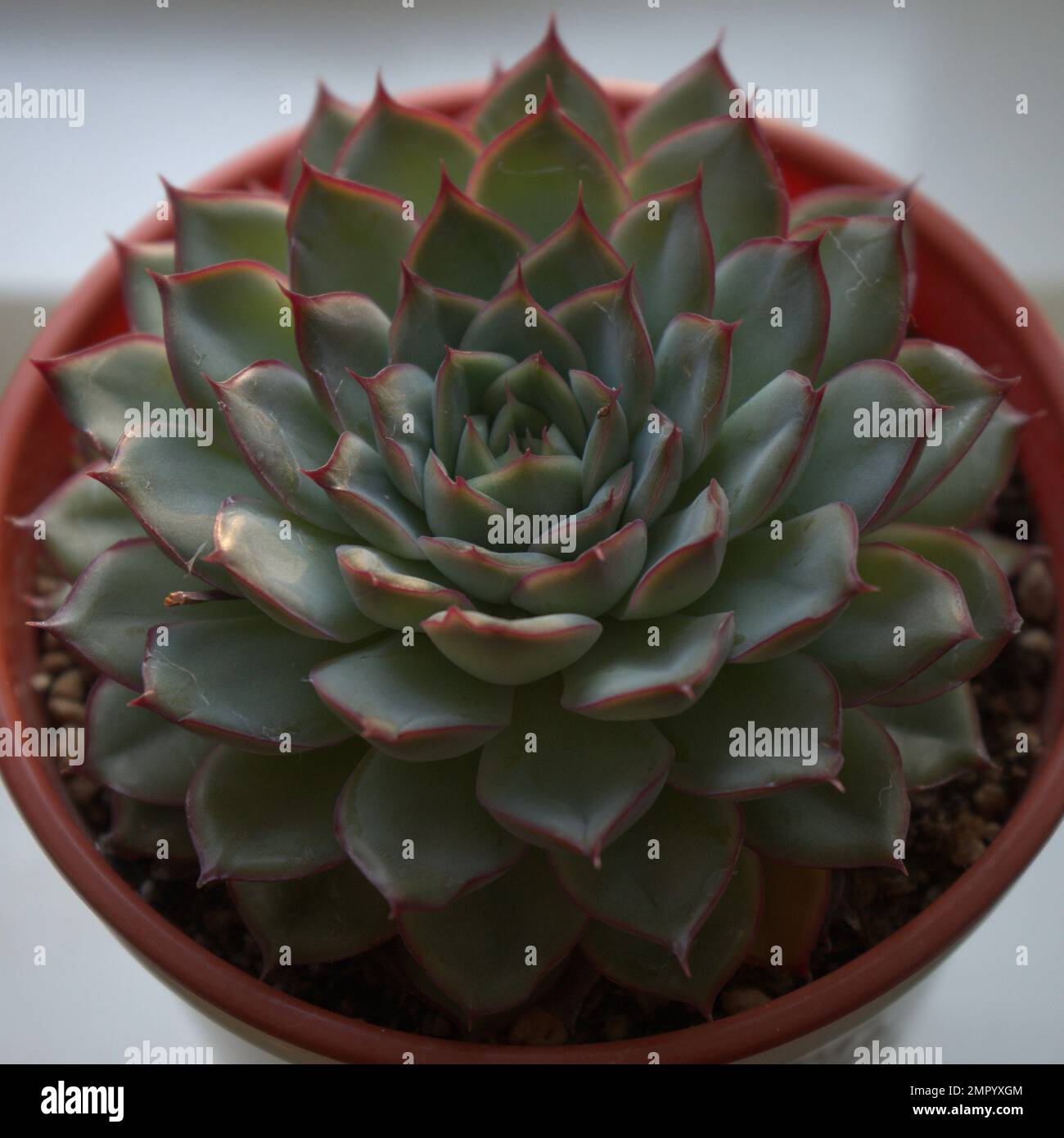 Cat’s Claw Echeveria (Echeveria chihuahuaensis) succulent Stock Photo