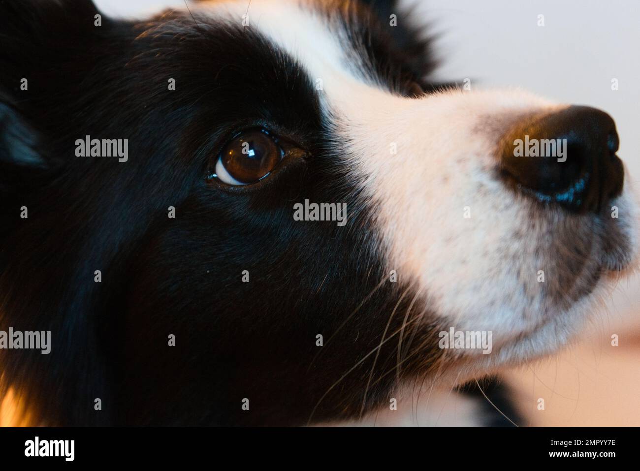 Border collie dog close up looking to the right Stock Photo