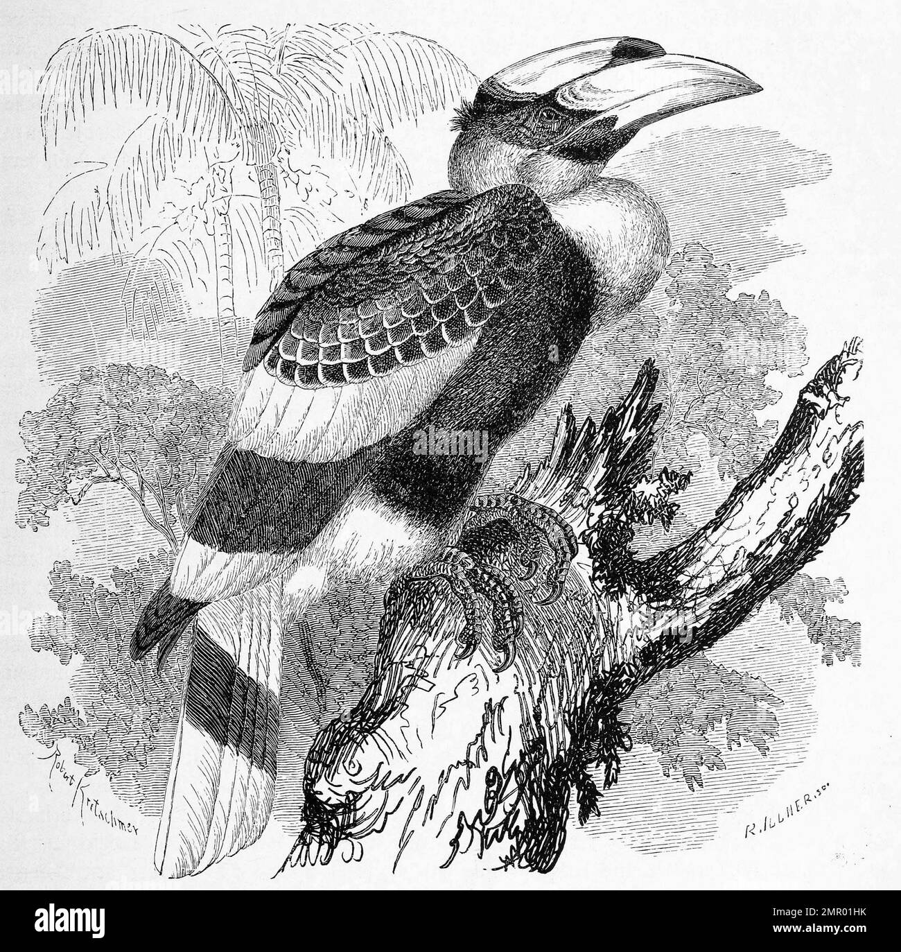 Doppelhornvogel Black and White Stock Photos & Images - Alamy