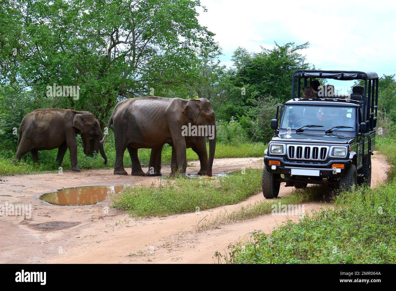 Sri Lankan elephant, Éléphant du Sri Lanka, Elephas maximus maximus ...