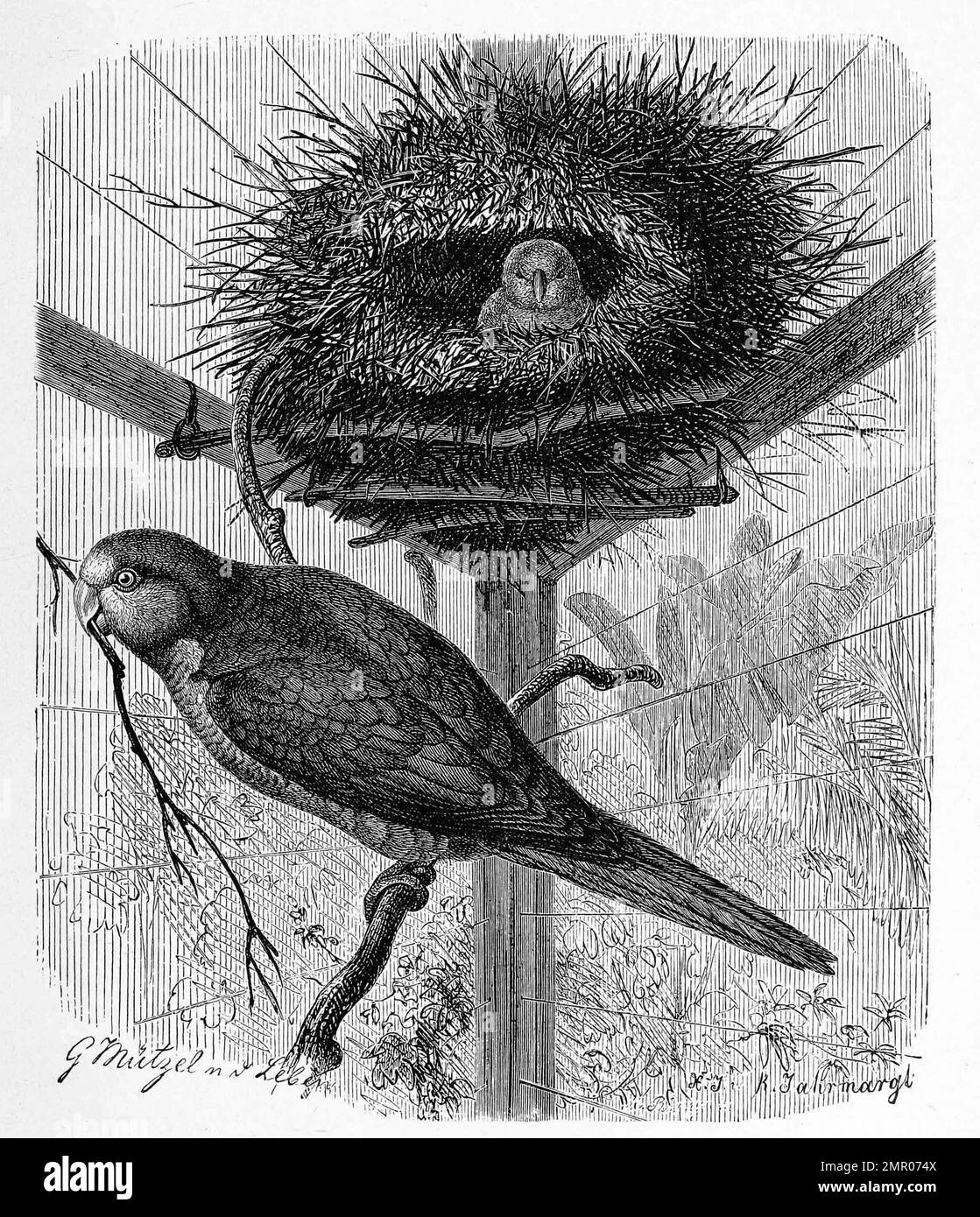 Vogel, Mönchssittich, Myiopsitta monachus, ein südamerikanischer ...