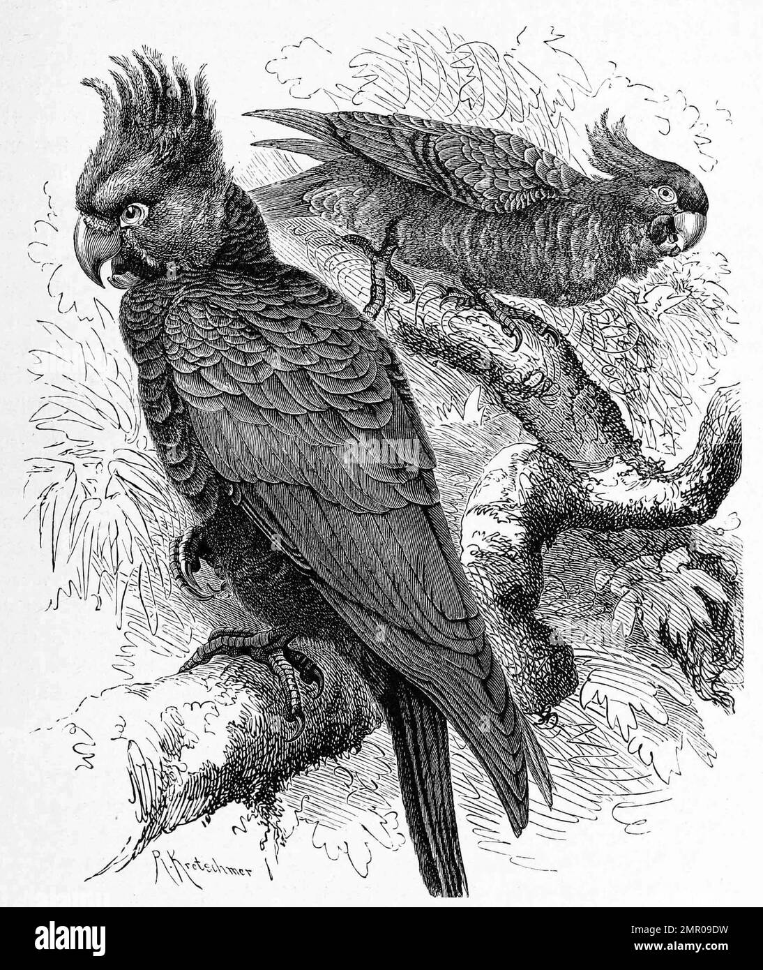 Vogel, Helmkakadu, Callocephalon fimbriatum, ein australischer ...