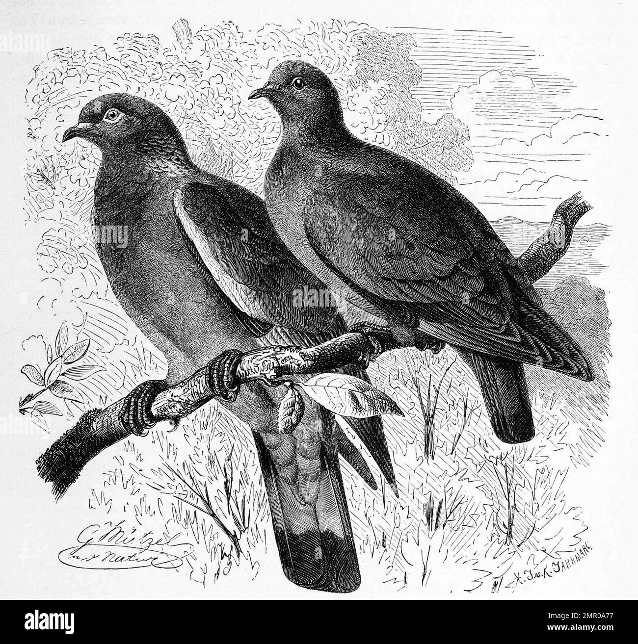 Vogel, Ringeltaube, Columba palumbus, eine Vogelart aus der Familie der ...