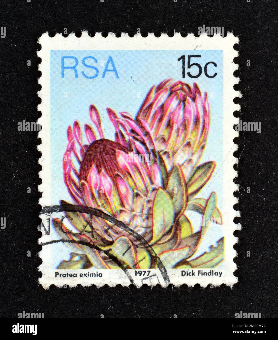 Cancelled postage stamp printed by South Africa, that shows Broad-leaved Sugarbush (Protea eximia), circa 1977. Stock Photo