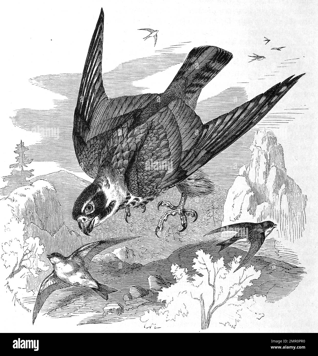 Vogel, Baumfalke, Falco subbuteo, kleiner Falke, Historisch, digital restaurierte Reproduktion von einer Vorlage aus dem 19. Jahrhundert Stock Photo