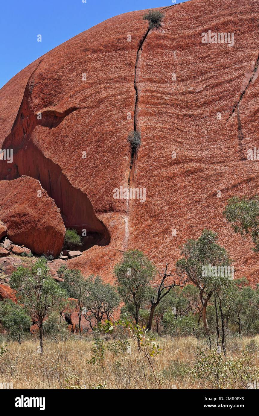 456 Long fissure and huge rift-desert bloodwood trees and spinifex grass at the foot of the steep slope of Uluru. NT-Australia. Stock Photo